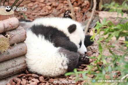 熊猫一秒变芝麻汤圆，愿你新年福气滚滚来！