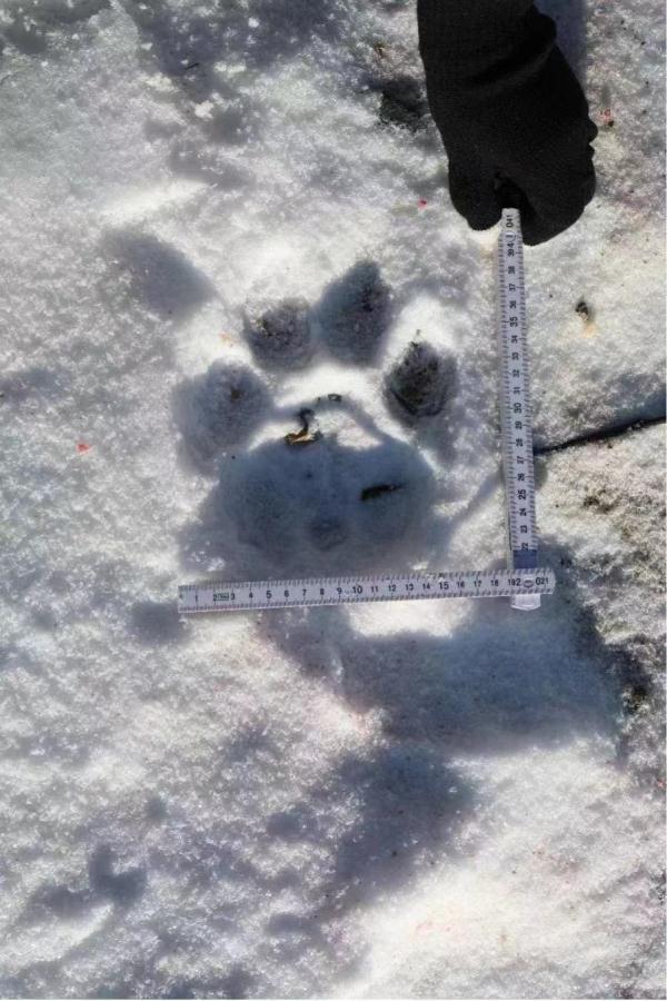 真实上演虎猎杀豹，非常罕见！“肇事者”已被锁定！