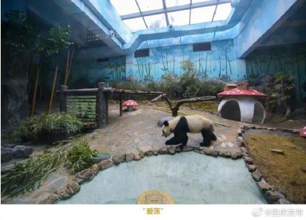 好可爱！永川四只大熊猫首次亮相