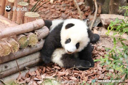 熊猫一秒变芝麻汤圆，愿你新年福气滚滚来！