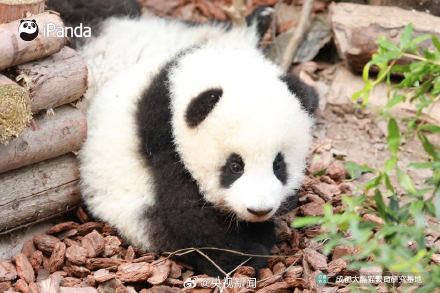 熊猫一秒变芝麻汤圆，愿你新年福气滚滚来！