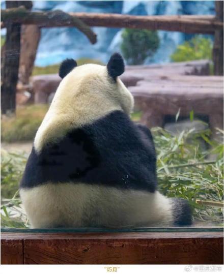 好可爱！永川四只大熊猫首次亮相