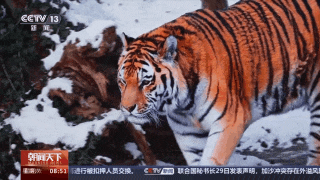 真实上演虎猎杀豹，非常罕见！“肇事者”已被锁定！