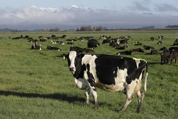 新西兰兴奋所有乳制品可免税进中国