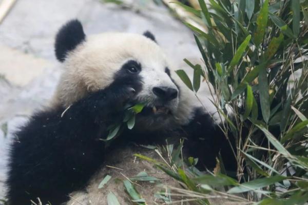 四只大熊猫首次亮相重庆永川乐和乐都室内活动场 四只大熊猫首次亮相重庆永川乐和乐都室内活动场