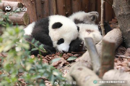 熊猫一秒变芝麻汤圆，愿你新年福气滚滚来！