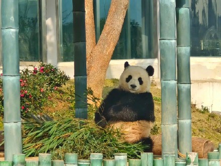 大熊猫“喜悦”被5岁幼童投掷空塑料瓶