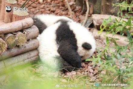 熊猫一秒变芝麻汤圆，愿你新年福气滚滚来！
