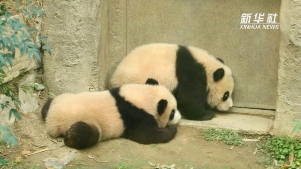 旅韩大熊猫双胞胎将正式与公众见面