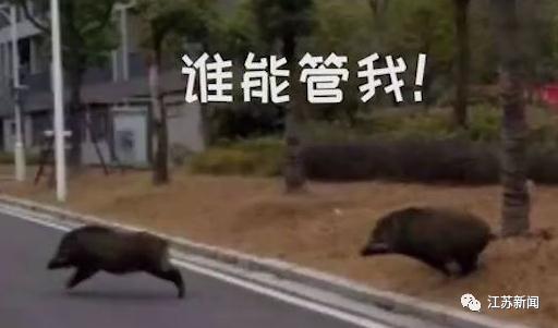 已肇事多起！野蛮冲撞、顶人咬人……前方，野猪凶猛！