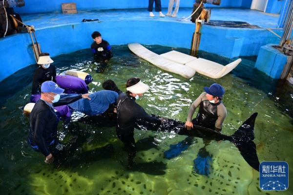 海南三亚：救助搁浅短肢领航鲸