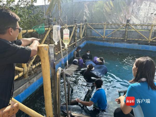 三亚一鲸鱼搁浅海滩，众人合力救助→