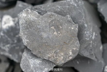 云南曲靖发现约5亿年前古生物化石 云南曲靖发现约5亿年前古生物化石