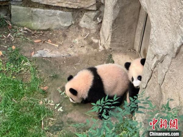 韩国爱宝乐园双胞胎大熊猫幼崽4日起与游客见面 韩国爱宝乐园双胞胎大熊猫幼崽4日起与游客见面