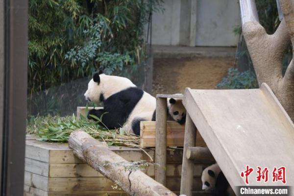 韩国爱宝乐园双胞胎大熊猫幼崽4日起与游客见面 韩国爱宝乐园双胞胎大熊猫幼崽4日起与游客见面