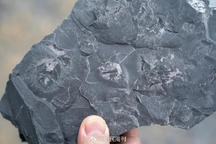云南曲靖发现约5亿年前古生物化石 云南曲靖发现约5亿年前古生物化石