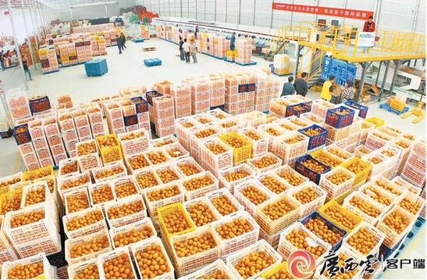 武鸣沃柑陆续上市！目前的价格如何？记者走访→