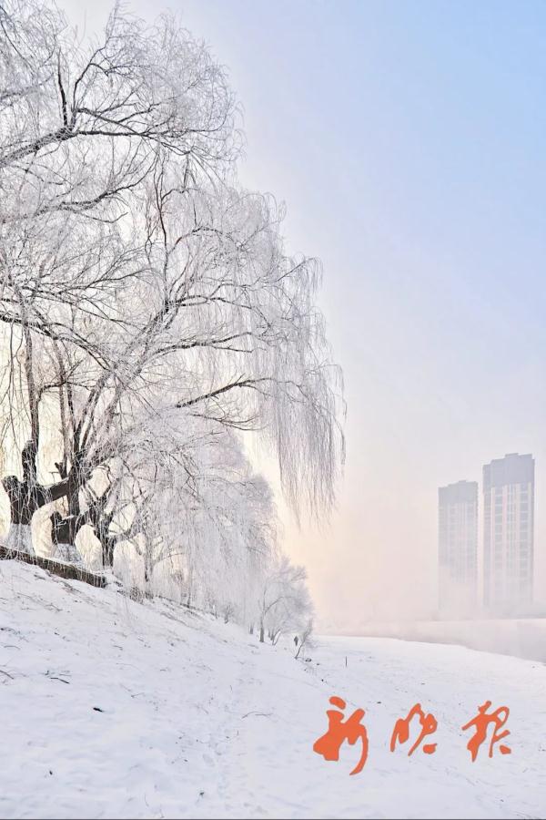 听说在哈尔滨，树枝都不闲着？