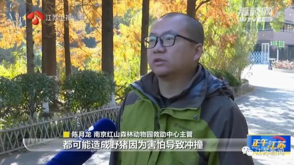 已肇事多起！野蛮冲撞、顶人咬人……前方，野猪凶猛！