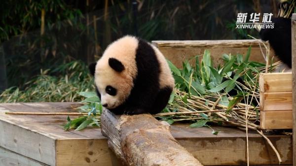 旅韩大熊猫双胞胎将正式与公众见面