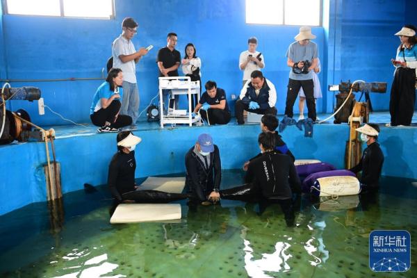 海南三亚：救助搁浅短肢领航鲸