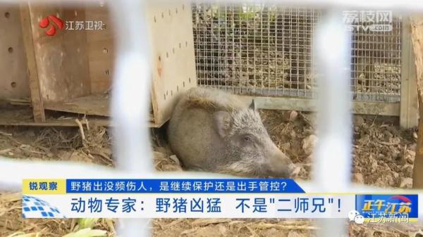 已肇事多起！野蛮冲撞、顶人咬人……前方，野猪凶猛！