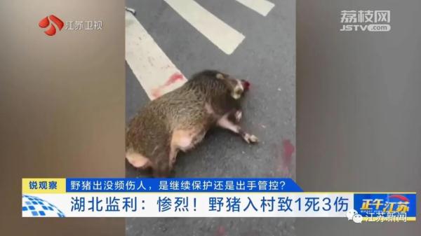 已肇事多起！野蛮冲撞、顶人咬人……前方，野猪凶猛！