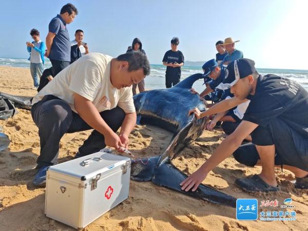 三亚一鲸鱼搁浅海滩，众人合力救助→