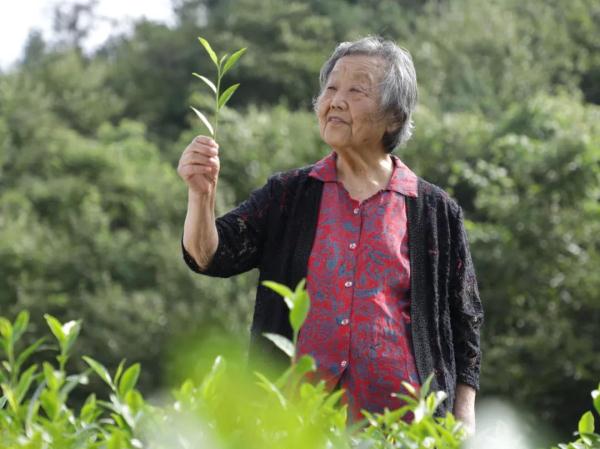 痛别！全国优秀共产党员、三秦楷模  “茶奶奶”张淑珍逝世……