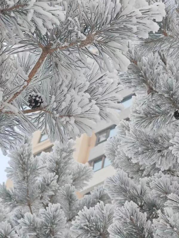 哈尔滨:雾凇已安排 明天安排什么天气? 哈尔滨:雾凇已安排 明天安排什么天气?