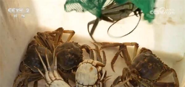 元旦春节期间蔬菜市场呈现供销两旺态势 居民“菜篮子”货足价稳