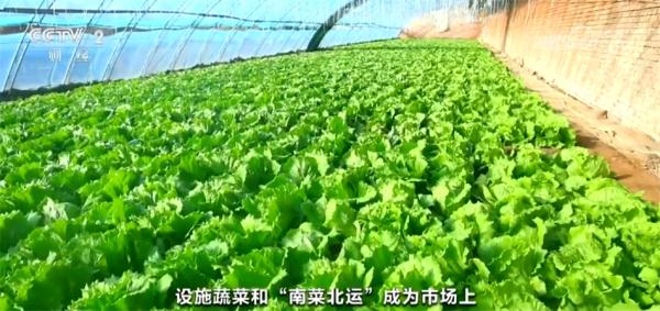 元旦春节期间蔬菜市场呈现供销两旺态势 居民“菜篮子”货足价稳