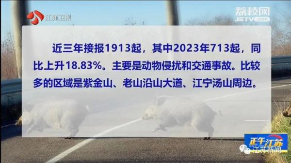 已肇事多起！野蛮冲撞、顶人咬人……前方，野猪凶猛！