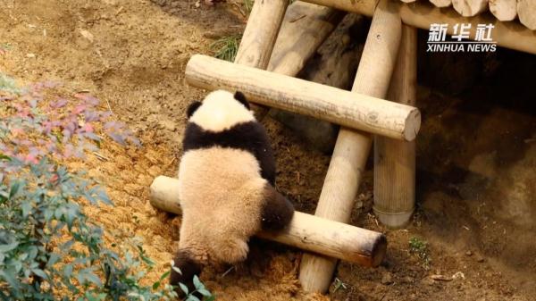 旅韩大熊猫双胞胎将正式与公众见面