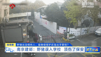 已肇事多起！野蛮冲撞、顶人咬人……前方，野猪凶猛！