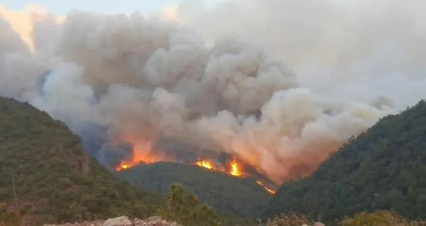 男子烧豌豆杆致33公顷山林被烧，被判三年六个月