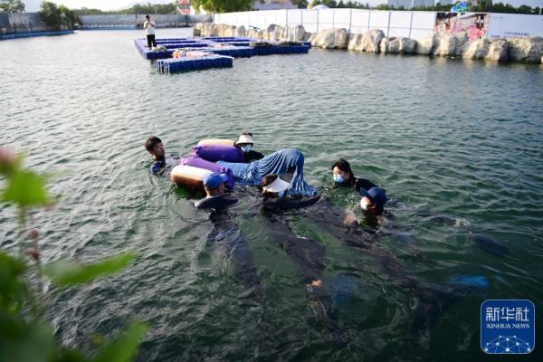 海南三亚：救助搁浅短肢领航鲸