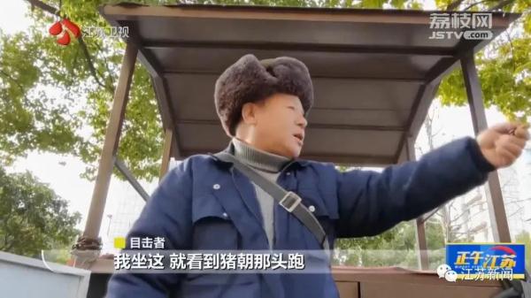 已肇事多起！野蛮冲撞、顶人咬人……前方，野猪凶猛！