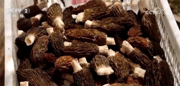 元旦春节期间蔬菜市场呈现供销两旺态势 居民“菜篮子”货足价稳