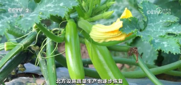 元旦春节期间蔬菜市场呈现供销两旺态势 居民“菜篮子”货足价稳