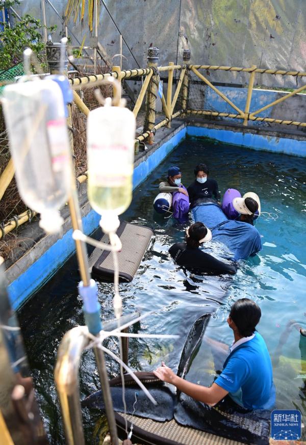 海南三亚：救助搁浅短肢领航鲸