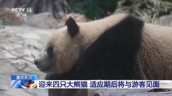 重庆新添4只大熊猫 ！“巧月”“爱莲”“青花”“青露”即将与大家见面