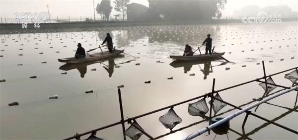 元旦春节期间蔬菜市场呈现供销两旺态势 居民“菜篮子”货足价稳