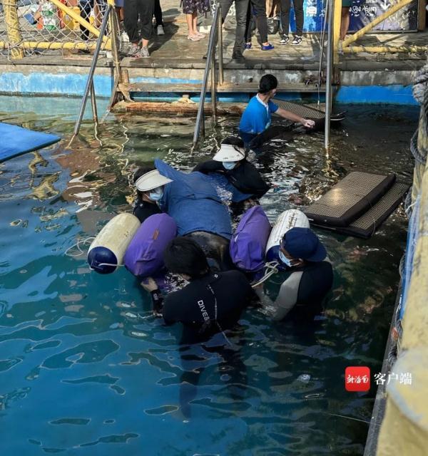 三亚一鲸鱼搁浅海滩，众人合力救助→