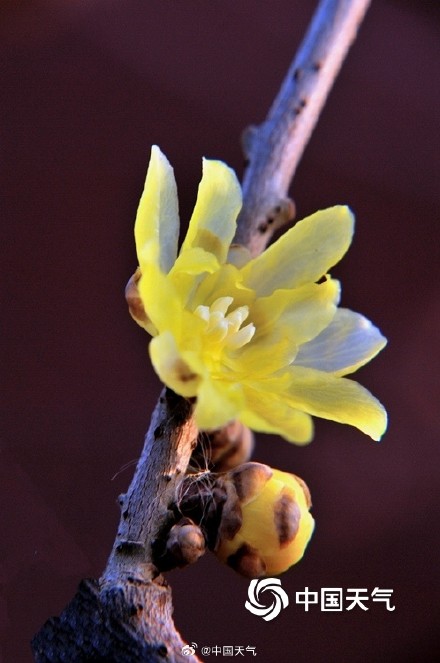 原来蜡梅和梅花不是一种花