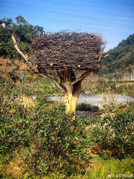 “两山串门”真方便！深圳修了一座给野生动物走的桥