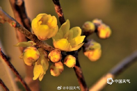 原来蜡梅和梅花不是一种花