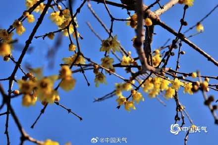 原来蜡梅和梅花不是一种花