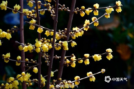 原来蜡梅和梅花不是一种花