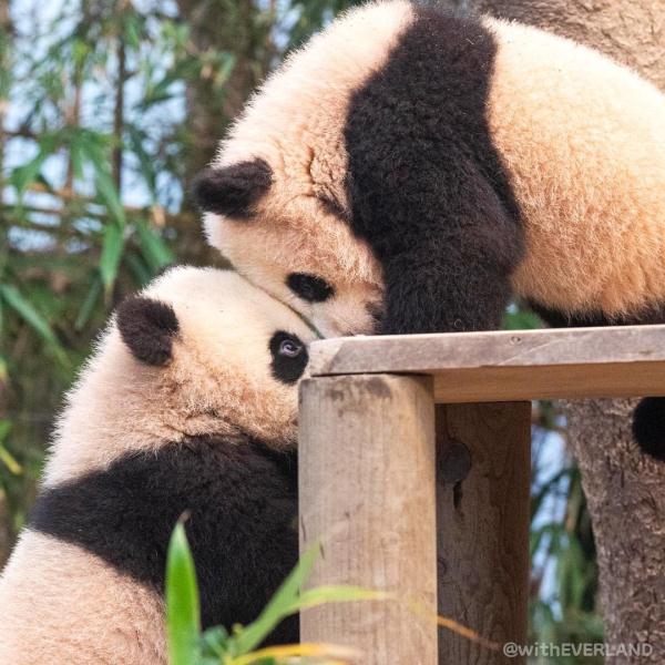 可可爱爱！爱宝的双胞胎宝宝公开亮相啦